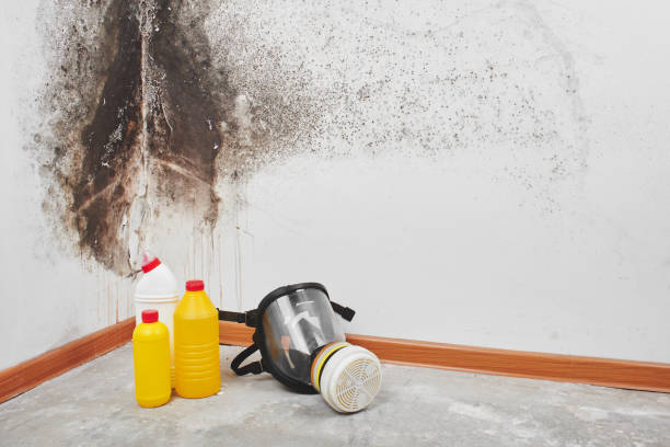 Best Commercial Mold Removal  in Nocatee, FL