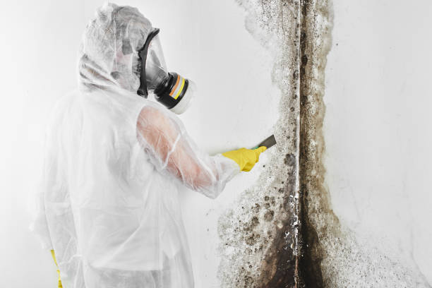 Best Residential Mold Removal  in Nocatee, FL