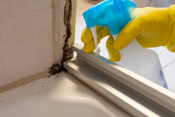 Best Toxic Mold Removal  in Nocatee, FL