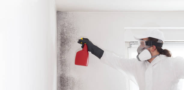 Best Certified Mold Removal  in Nocatee, FL